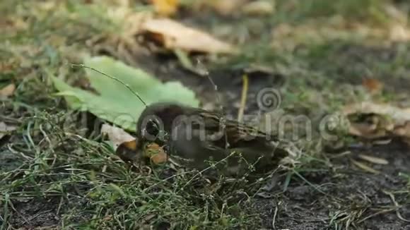 有趣的小麻雀在城市公园摘草籽的特写镜头生态视频的预览图