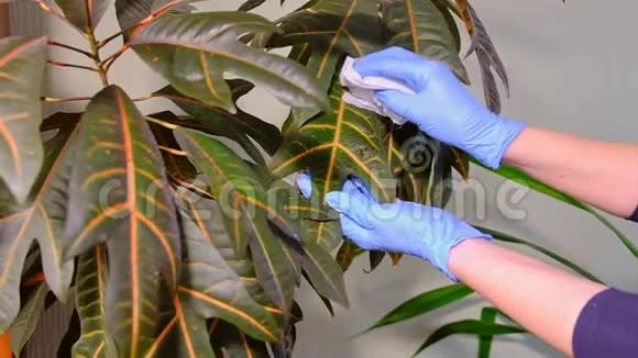 穿着蓝色橡胶手套的女孩用白色布洗植物视频的预览图