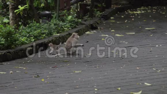 猴子坐在地板上在印尼巴厘岛猴子森林里吃饭视频的预览图