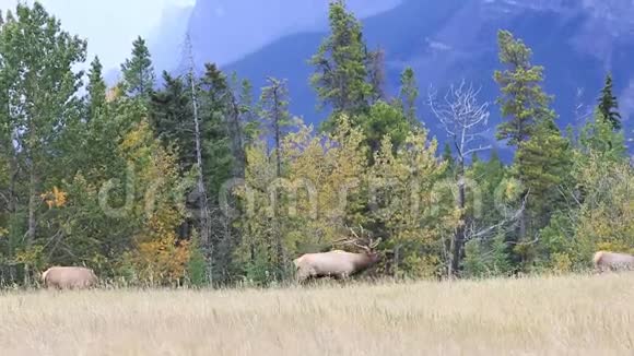 一只麋鹿在加拿大公园的空地上吃草视频的预览图