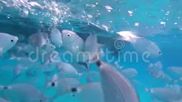 银色的海洋鱼在镜头前游泳视频的预览图