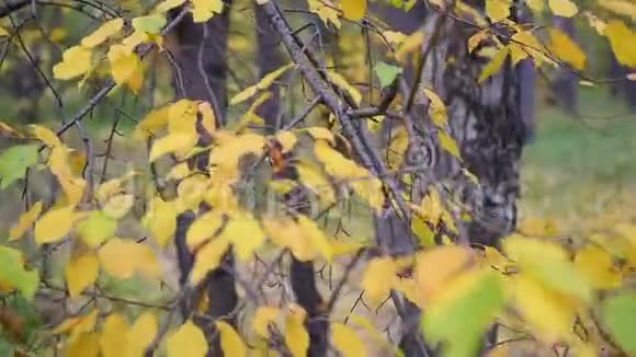 秋天公园里的男孩看着黄色的叶子在新鲜空气中游走秋天的风景一个美丽的风景胜地视频的预览图