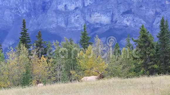 一只麋鹿在加拿大公园的空地上吃草视频的预览图
