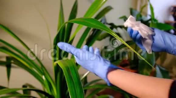 穿着蓝色橡胶手套的女孩用白色布洗植物视频的预览图