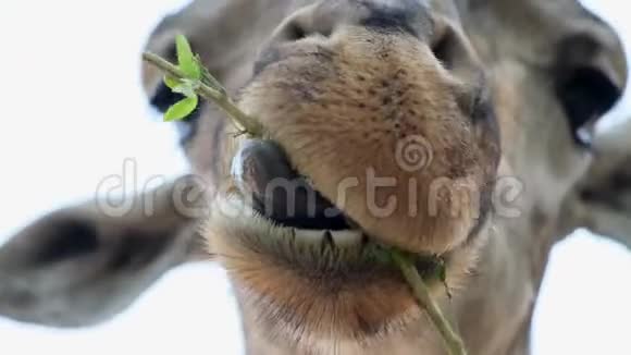 可爱的长颈鹿一边咀嚼食物一边做出怀疑的表情动物园里动物的概念视频的预览图