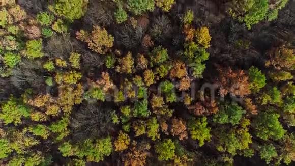 落叶乔木空中拍摄野生森林景观视频的预览图