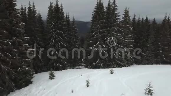 山区冬季常绿十字花视频的预览图