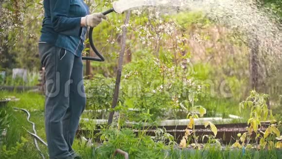老妇人用水管给苹果树浇水夏天在花园里视频的预览图