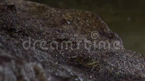 一群螃蟹坐在海边的石头上视频的预览图