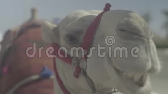 骆驼的特写埃及沙姆沙伊赫视频的预览图