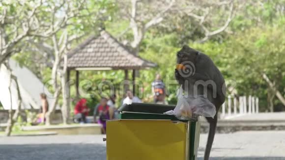 印尼巴厘岛的猴子吃垃圾虫视频的预览图