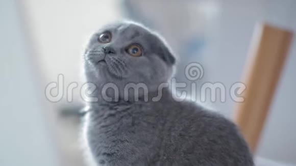 一只灰耳朵的英国小猫的肖像视频的预览图