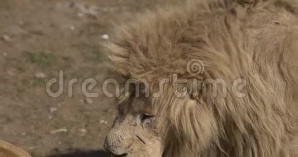 老狮子闻到了母狮的味道视频的预览图