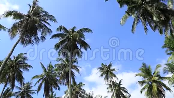 棕榈树阳光热带假日天气蓝色视频的预览图