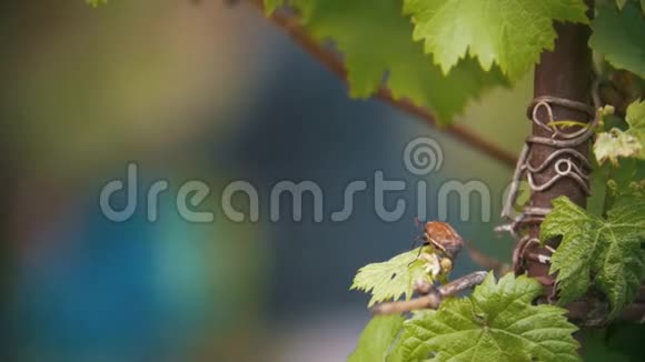 愿虫子爬在一片叶子上在后台女孩给花园浇水视频的预览图