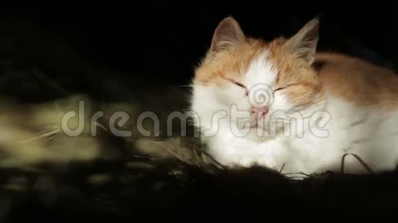 干草里的猫视频的预览图