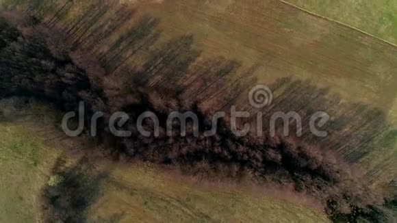 无人机在田野和松林上空飞过视频的预览图