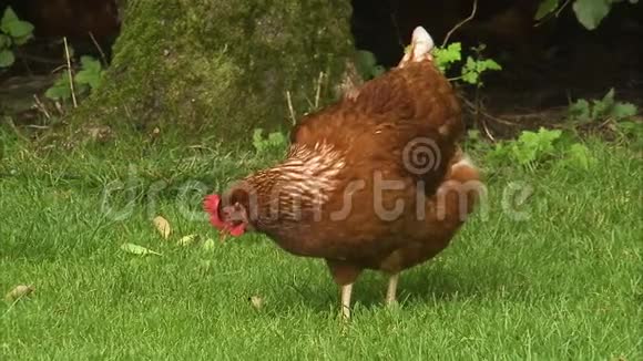 小鸡啄着草地寻找食物视频的预览图