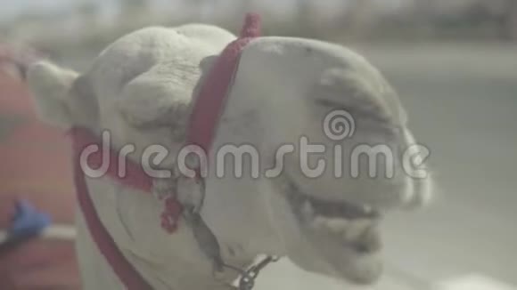 骆驼的特写埃及沙姆沙伊赫视频的预览图