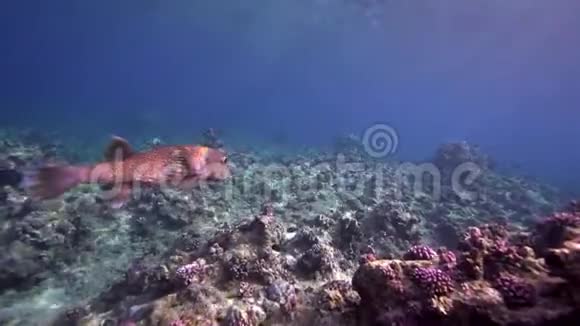 水下阳光和赤海斑鳍珊瑚视频的预览图