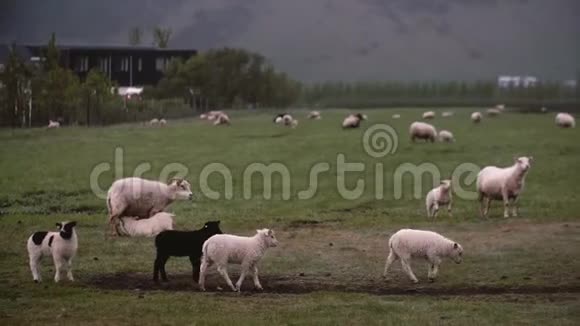 美丽的山野和羊在上面放牧草地上的农场动物视频的预览图
