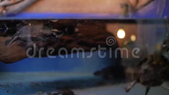 水轮匝肌中的欧洲池龟视频的预览图