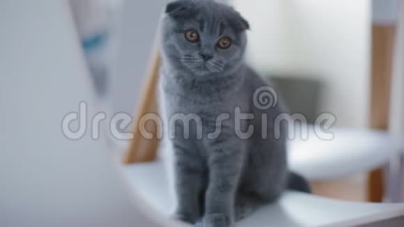 一只灰耳朵的英国小猫的肖像视频的预览图
