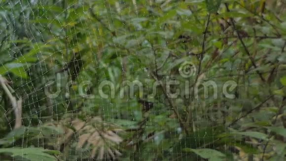 热带雨林中的尼泊尔蜘蛛视频的预览图
