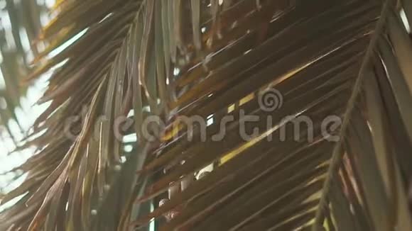 阳光明媚的一天年轻漂亮的黑发姑娘穿过棕榈树视频的预览图