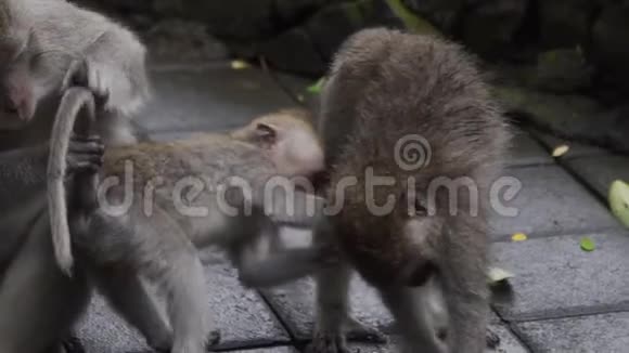 猴子一家人在巴厘岛猴子森林里慢动作地玩耍视频的预览图