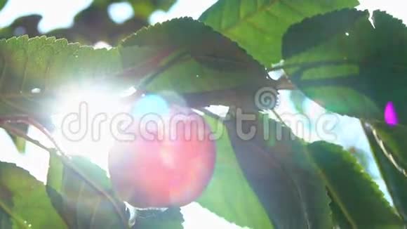 太阳下树枝上的桃子视频的预览图