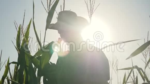 农夫站在玉米地里检查收成农业企业的概念视频的预览图