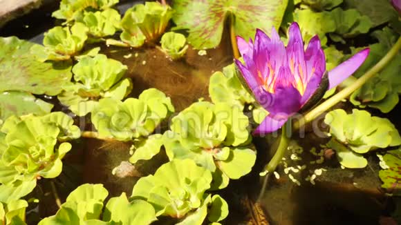 美丽的莲花紫水百合植物4K视频的预览图