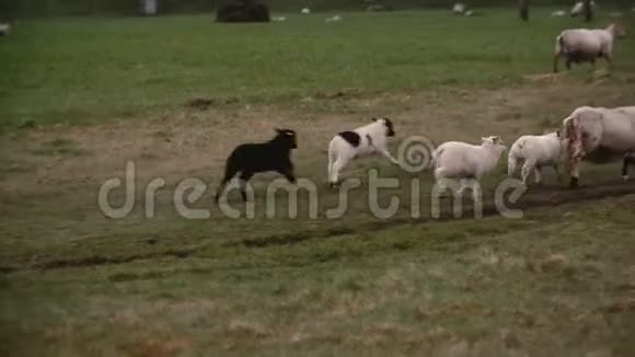一起在山野上放牧的白羊群绵羊带着羔羊在草地上行走视频的预览图