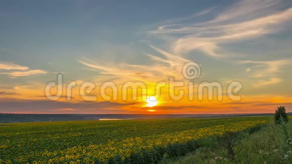 日落的天空覆盖着一片向日葵的田野视频的预览图