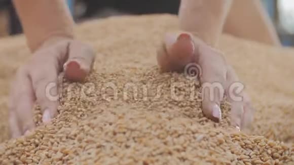 女性手抓黄金粒种子自然农业视频的预览图