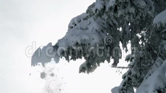 白雪皑皑的云杉视频的预览图