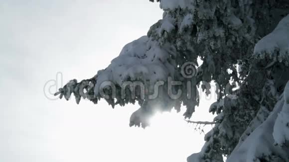 白雪皑皑的云杉视频的预览图