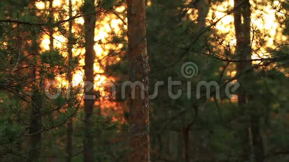 黎明时分的森林深处视频的预览图