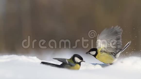 严冬的野林鸟在雪地里寻找食物视频的预览图