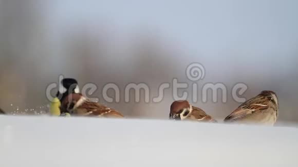 暴风雪中的麻雀正在寻找食物视频的预览图