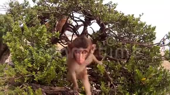 小猴子看着树上的摄像机视频的预览图