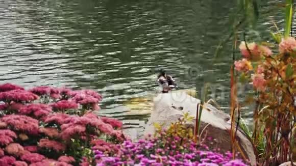 鸭子清理池塘里石头上的羽毛视频的预览图