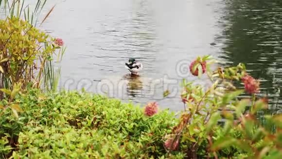 鸭子清理池塘里石头上的羽毛视频的预览图