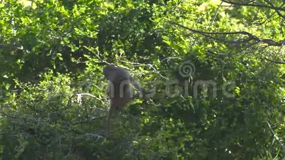 热带雨林绿色树枝上的小猴子关闭猴子坐在热带树的树枝在丛林野野野视频的预览图