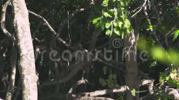 绿色热带森林树枝上的野生猴子关闭猴子坐在热带雨林的树枝上视频的预览图
