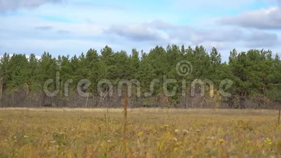 一片松林前的秋天草地视频的预览图