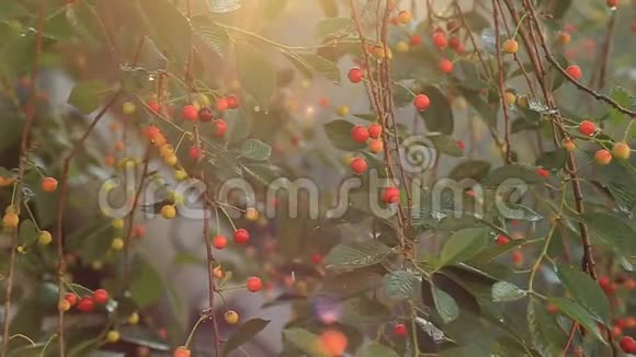 有机樱桃浆果在夏天在阳光下下雨视频的预览图