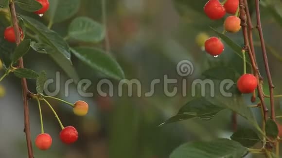 有机樱桃浆果在夏天在阳光下下雨视频的预览图