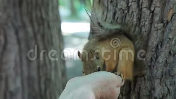 一个人在公园喂松鼠视频的预览图